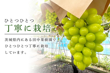 数量限定 期間限定 シャインマスカット 約2kg（2房～3房） ブドウ ぶどう 皮ごと食べられる ジューシー 果物 フルーツ くだもの ますかっと 白ぶどう 9月下旬～10月下旬順次発送予定 54-A