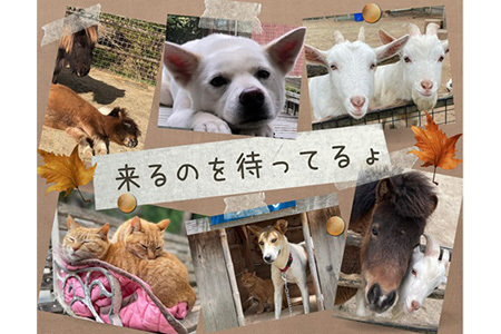 自然の中で動物とふれあい＆乗馬体験 1名【徳島県 那賀町 乗馬 馬 動物 体験チケット 体験型 観光乗馬 ふれあい 観光 旅行 遊び アクティビティ お出かけ レジャー アウトドア アニマルセラピー 癒し リフレッシュ クラブコルツ】CC-1