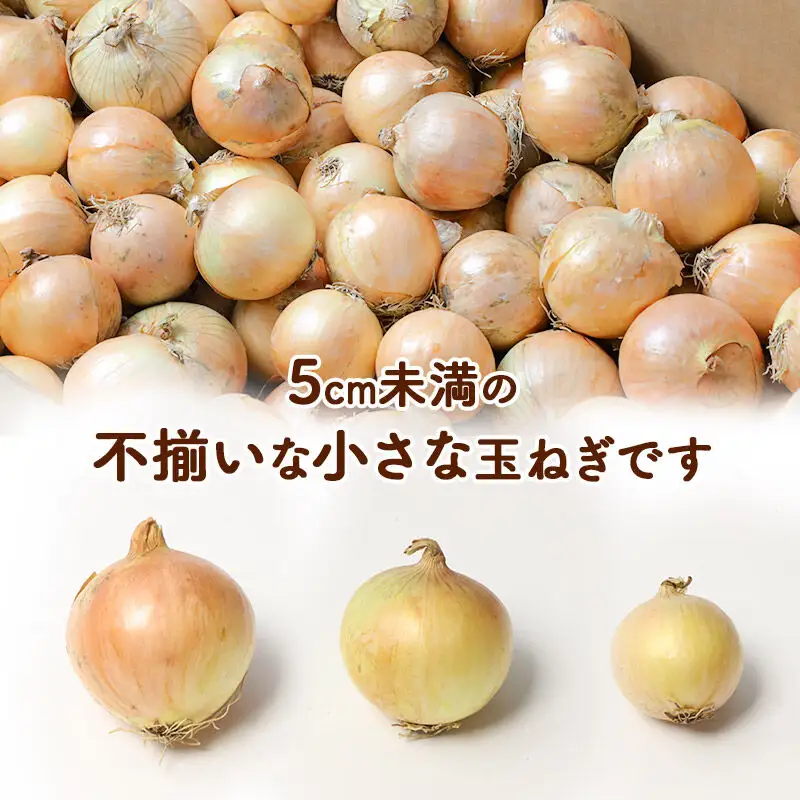 《先行受付》由利本荘市産　由利玉ねぎ（小玉）20kg【品種混在】