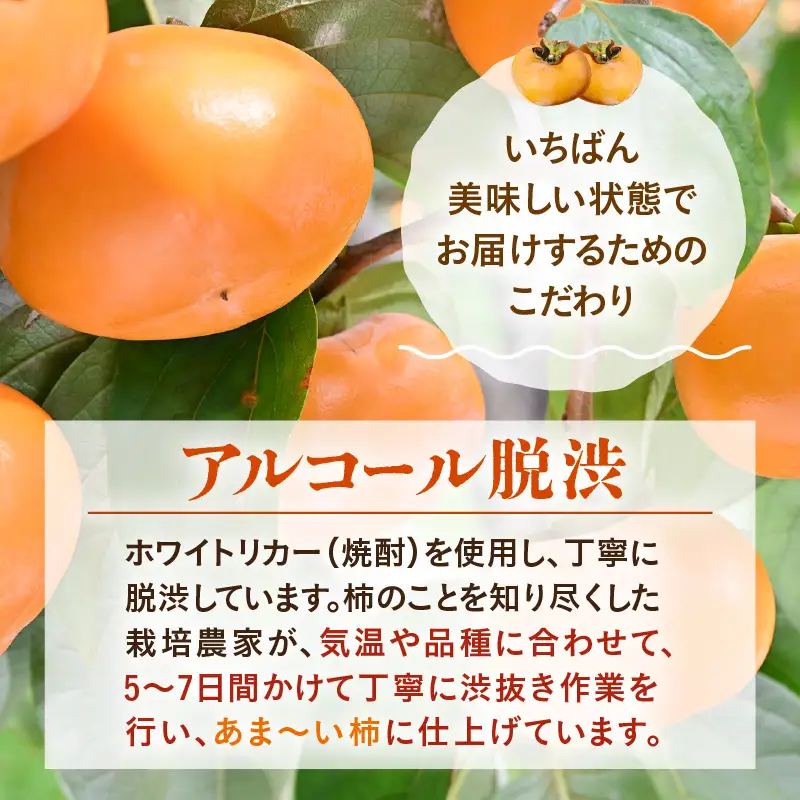 【先行予約】【種なし】 甘い！越前柿12個入り 脱渋済み 本場柿原郷で収穫 / かき フルーツ 福井県 あわら市 甘い 大きい柿 秋 旬 平核無柿 刀根早生柿 甘柿 シャキシャキ たねなし 果物 食物繊維 ビタミンC ※2026年10月中旬以降順次発送予定 [aw082-a001]