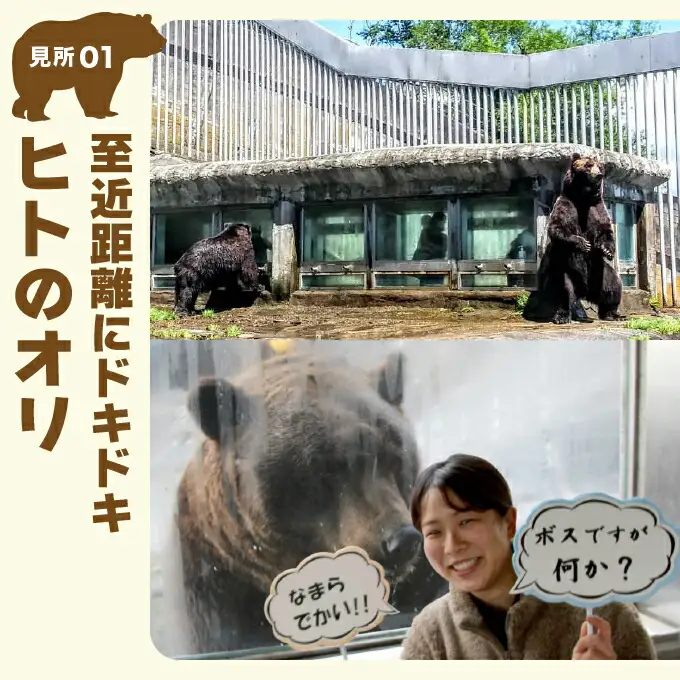 のぼりべつクマ牧場入場券 大人（中学生以上）1名様