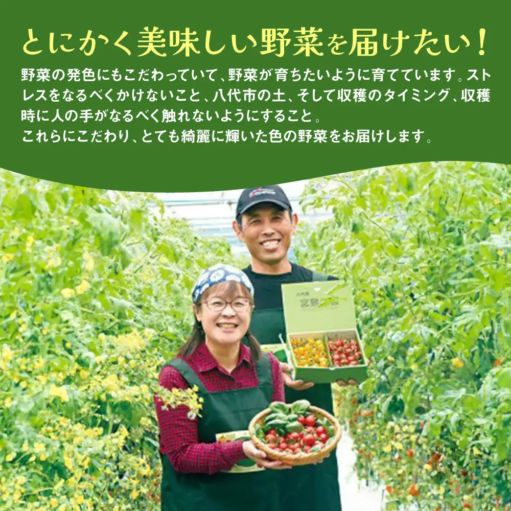 パプリカ ガブリエル 1kg 八代市産 宮島農園 野菜 新鮮野菜 緑黄色野菜 国産 熊本県産