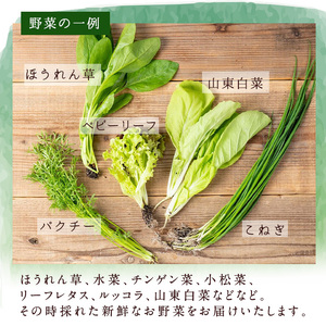 i850 ＜定期便・計12回(連続月)＞ひかりのお野菜(約10束・5～6種) 国産 野菜 やさい 葉物 旬 ほうれん草 水菜 チンゲン菜 小松菜 リーフレタス ルッコラ 水耕栽培 ミックスリーフ 山東白菜 何が届くかはお楽しみ【ひかりの郷】