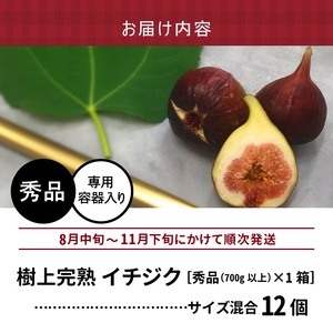 SDGs米糠循環農法で育てた樹上完熟イチジク秀品700g以上（サイズ混合12個）潰れにくいイチジク専用容器入り【産地直送2026年8月より順次出荷】_イチジク 秀品 700g以上 （サイズ混合12個） SDGs 米糠循環農法 樹上完熟 桝井ドーフィン イチジクケーキ ジャム ジェラート ドライフルーツ 潰れにくい 宙吊り包装 ギフト 酒見農産 福岡 久留米 送料無料 産地直送  〔Gv040〕