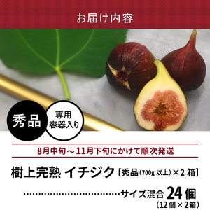 SDGs米糠循環農法で育てた樹上完熟イチジク秀品700g以上（サイズ混合12個）×2箱　潰れにくいイチジク専用容器入り【産地直送2026年8月より順次出荷】_イチジク 秀品 700g 以上 サイズ混合 12個 × 2箱 SDGs 米糠循環農法 樹上完熟 桝井ドーフィン イチジクケーキ ジャム ジェラート フルーツ 果物 潰れにくい 専用容器 ギフト 酒見農産 福岡 久留米 送料無料 産地直送  〔Gv041〕