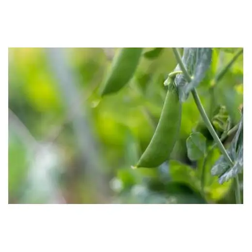 【最優秀賞受賞！甘味＆栄養】有機JAS認証の無農薬、チヨちゃんの野菜６ヶ月定期[956]