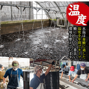i854-B ＜定期便・計3回(隔月)＞鹿児島県産うなぎ蒲焼3尾セット＜(約140g×3・計約420g)×全3回＞うなぎ 鰻 ウナギ 2尾 蒲焼き 国産 鹿児島県産 焼きたて 生産量日本一 真空パック おかず 晩御飯 特別な日 土用の丑の日【薩摩川内鰻】