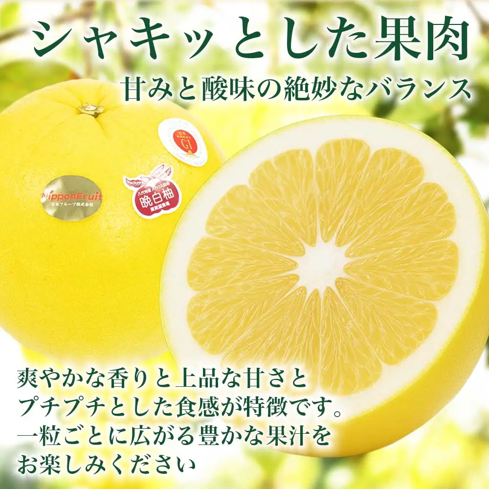 【先行予約】 晩白柚 ばんぺいゆ 2Lサイズ 5玉 約10kg 晩白柚 柑橘 【2026年12月上旬より順次発送】