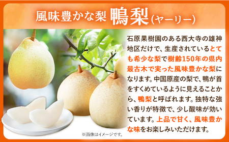 【先行予約】あたご梨 2～3玉 鴨梨3～7玉 計約4kg 石原果樹園 《11月中旬-12月下旬頃より発送予定》｜梨
