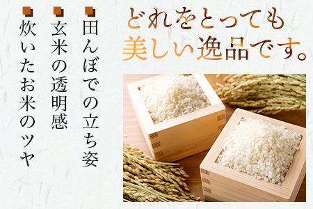【R7年産米】多良木町 産『くまさんの輝き』 10kg ( 5kg×2袋 ) 精米 10月中旬～発送 熊本県 たらぎ お米 米 艶 粘りおこめ 甘み うま味 熊本の 米 10キロ 044-0586