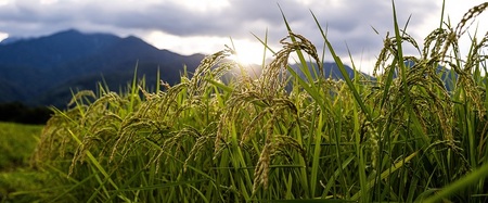 【令和7年度米】そらくも農場のミネラルたっぷりどんぐり米（白米3kg）＋おじら米（玄米3kg） [h148]