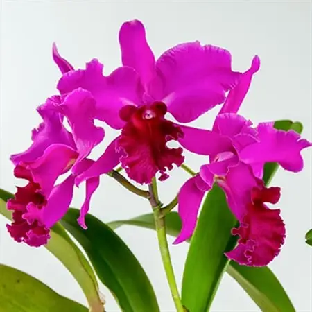 洋ラン　カトレア　3輪咲　鉢物_花・観葉植物  花 _【1435920】
