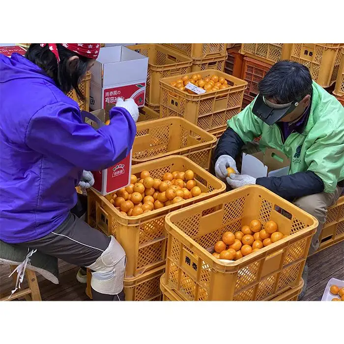 定期便 手さげ箱 セット 中生 有田みかん ＆ はっさく 全2回 南泰園