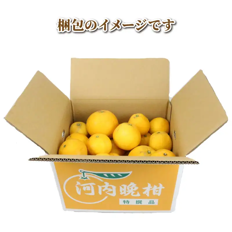 訳あり 河内晩柑 10kg まる玉農園 訳アリ河内晩柑 みかん B010-172003