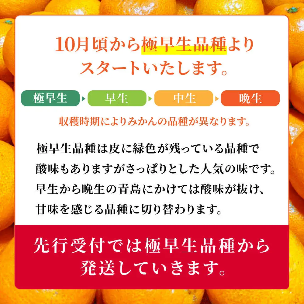 訳あり家庭用温州みかん 約9.4kg～10kg ミカン蜜柑 ZCN015