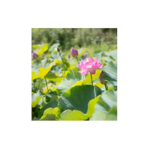 花ハス取り体験１名様