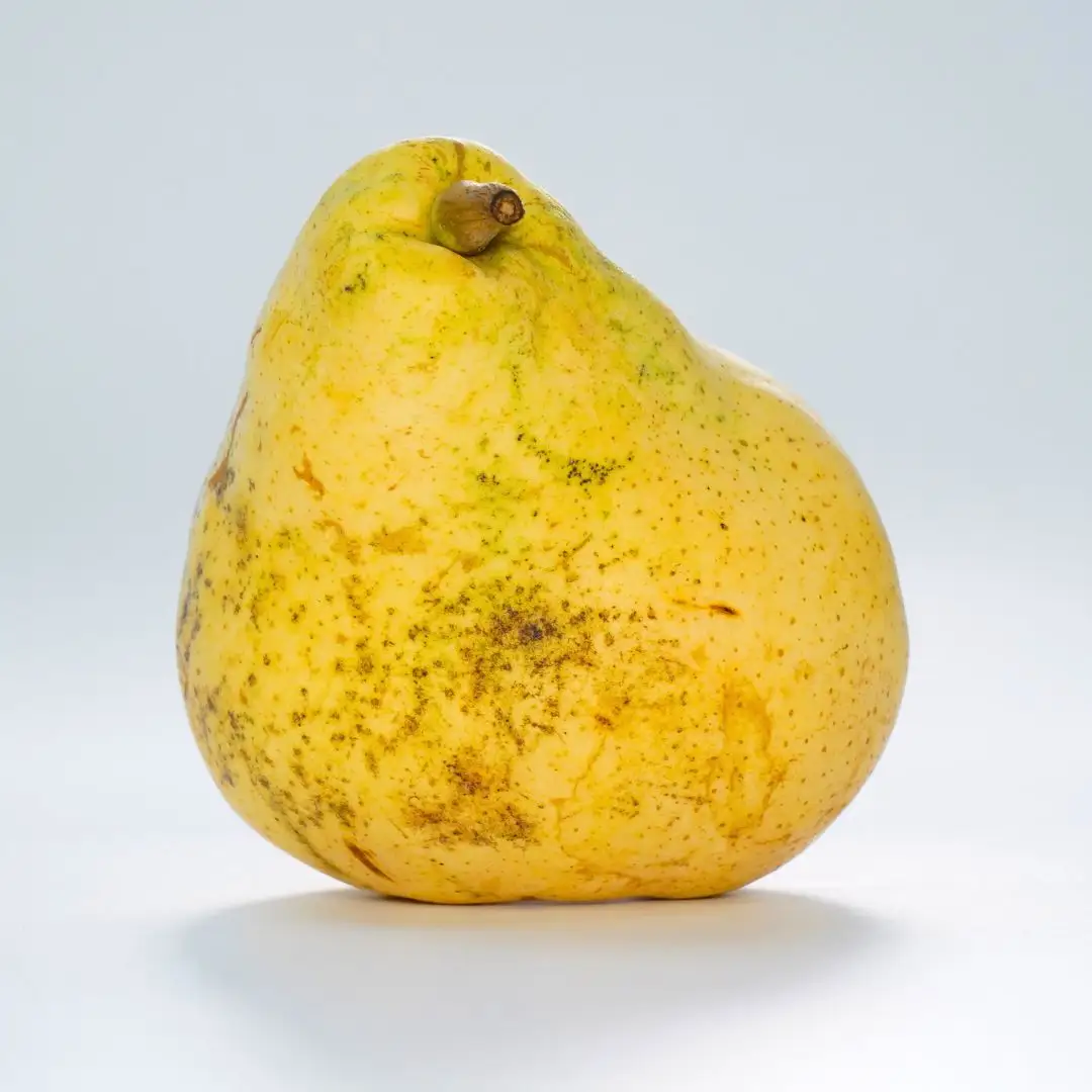 先行予約 洋梨 ル レクチェ 自家用 約2kg(5~7個) 新潟県産 ル・レクチェ 洋梨 小野里果樹園