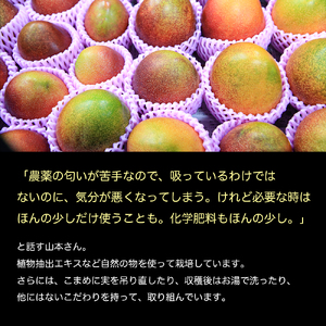 かおる・とろける！土佐マンゴー１個