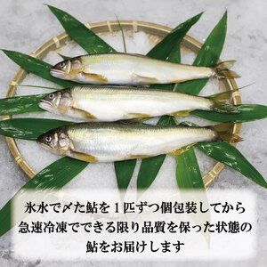 すだち 鮎 1kg 鮎