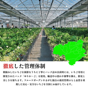 いちご 苺 30粒 3L サイズ うずしおベリー いちご