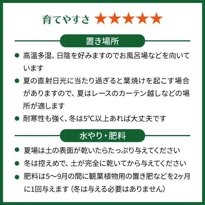 ライムグリーンの葉が美しい！『 アスプレニウム 』 糸島市  / cocoha 観葉植物 [AWB027]