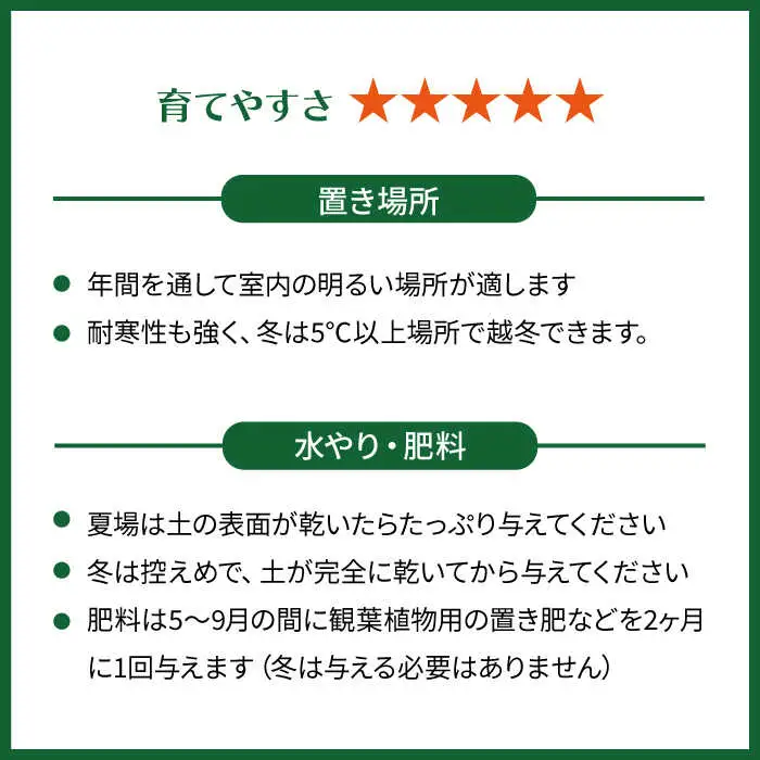 もっとも美しいポトスの進化型『 ポトス ・ エンジョイ 』 糸島市  / cocoha 観葉植物 [AWB028]
