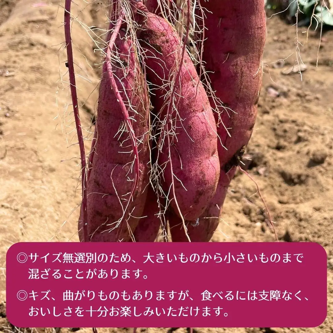 茨城県産 さつまいも 紅はるか 5kg （ 土付き サイズ無選別 ）【2026年11月頃から発送開始】 べにはるか いも 茨城 甘い おいしい 美味しい 訳あり 規格外 不揃い