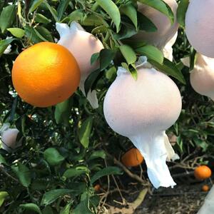 定期便 貯蔵 はっさく ＆ ハウス せとか 全2回 南泰園 特秀 セット みかん