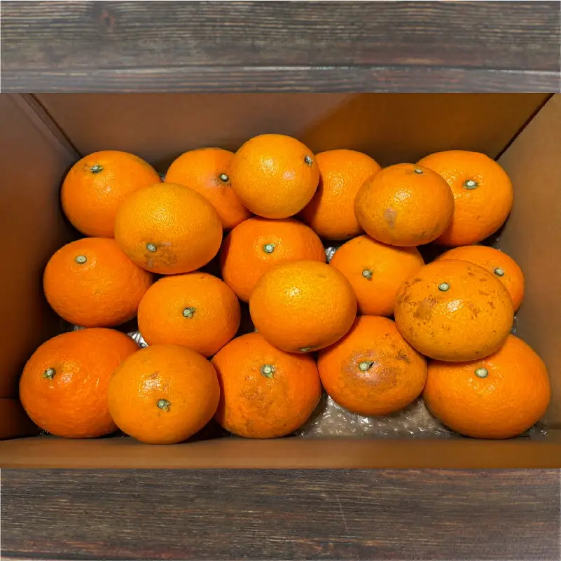 【紅まどんなと同品種】 愛果28号 まどんな 2.5kg 兵頭農園 B010-055002
