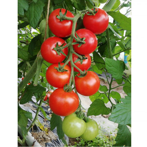 【南信州産】無塩・果汁100%トマトジュース(1L×3本セット)