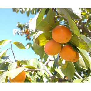 【数量限定】市田柿 化粧箱(華) 15個入り 年末出荷