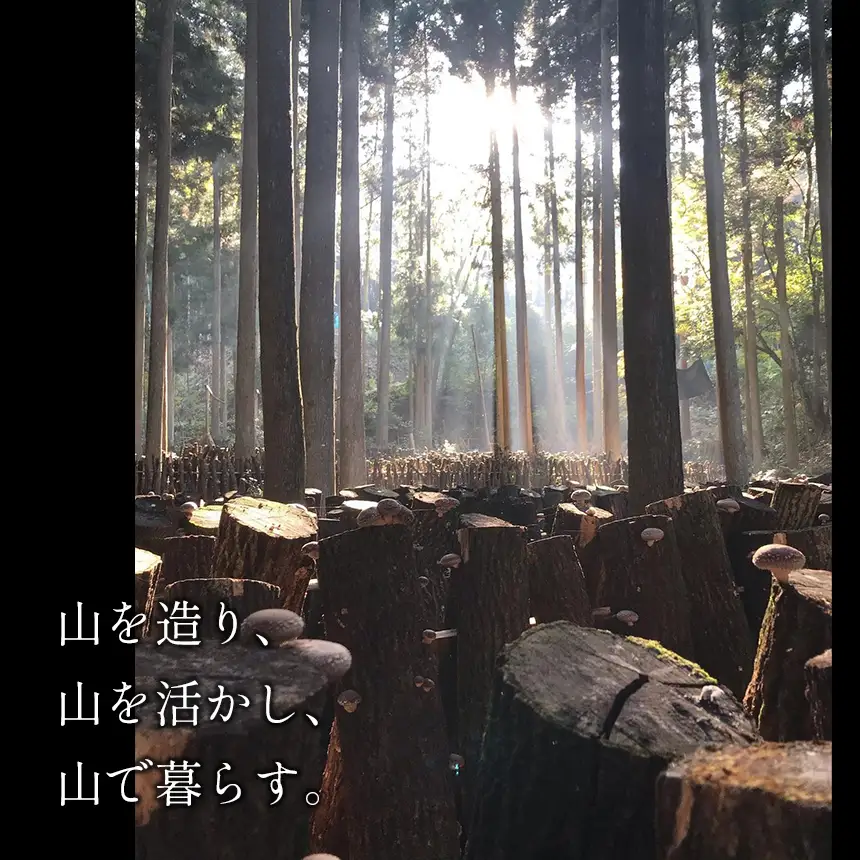 肉厚椎茸 原木生椎茸 (大きさ・種類いろいろ)