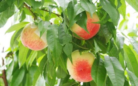 桃 【農園直送】朝採れ和歌山の桃　約4kg・秀品【2027年6月下旬～2027年8月上旬頃に順次発送予定】【TM168】【TM006-tec911B】