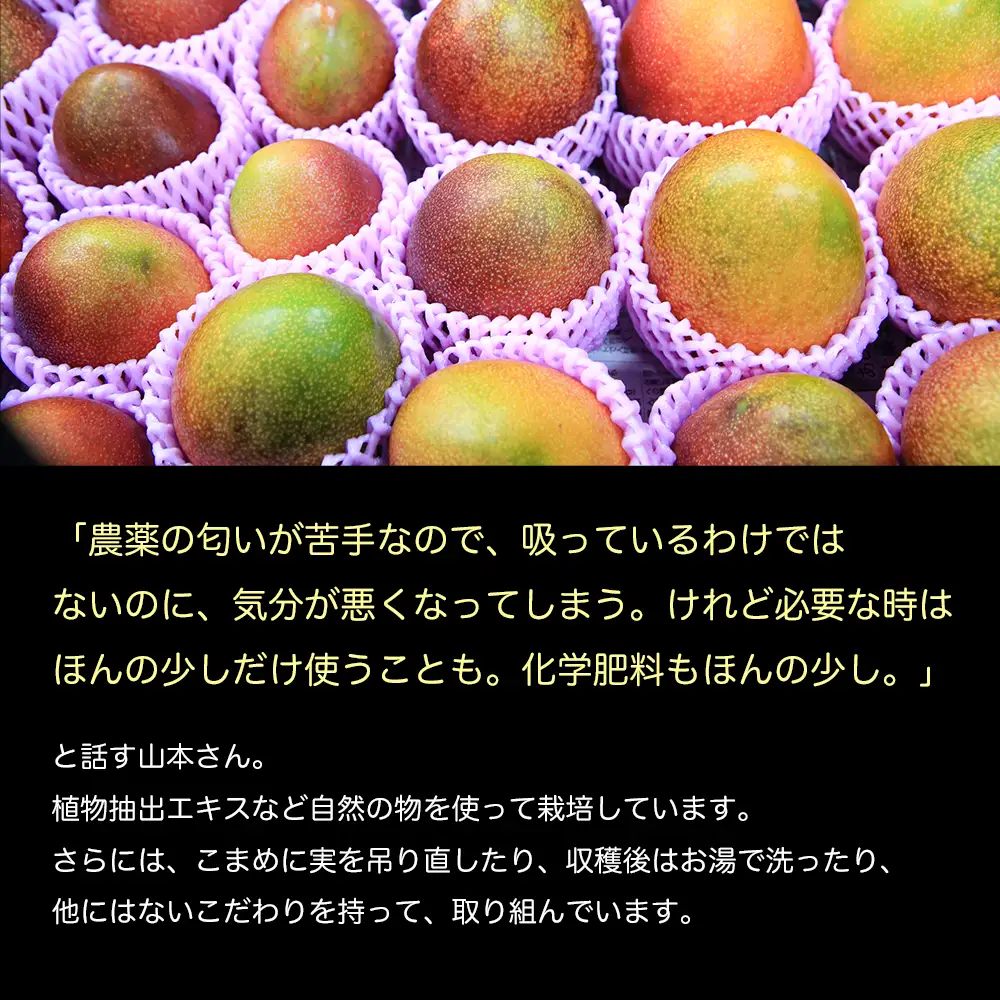 土佐マンゴー定期便【限定300セット】全3回　