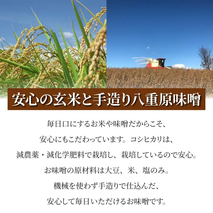 【令和8年産 新米】八重原産コシヒカリ 玄米「謙太郎米」10kgと 大桂商店 信州味噌「八重原味噌」1kg セット｜特別栽培米（減農薬・減化学肥料栽培）【太陽と大地】