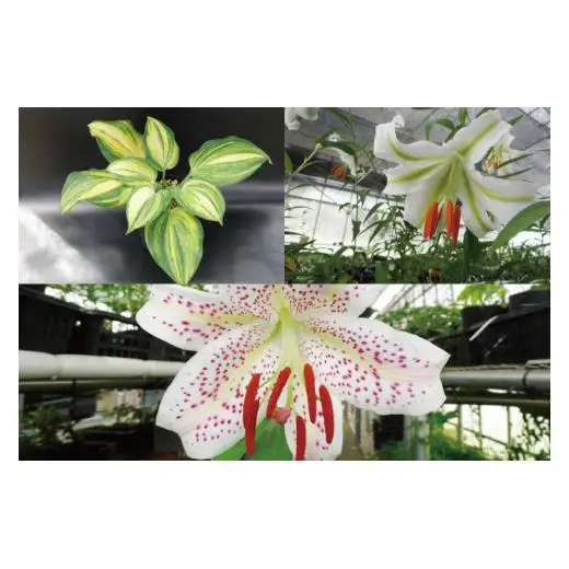 53-01 「路地裏のギボウシ」商品券 2,000円分【植物 希少 品種 多肉植物 利用券 利用チケット 茨城県 阿見町】