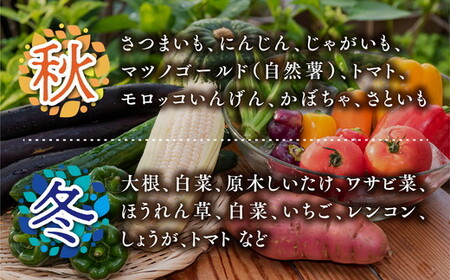 道の駅「虹の森公園まつの」産直市 新鮮野菜5～7種類 ◇｜野菜 お野菜 やさい 新鮮野菜 お試し おすすめ 季節 季節野菜 詰め合わせ 旬　厳選 産地直送 おまかせ 野菜セット ふるさと納税 愛媛県 松野町