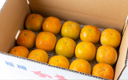 【先行予約】 江藤農園 太秋柿 14玉から17玉 （約5kg） 【2026年10月下旬から11月上旬 出荷予定】