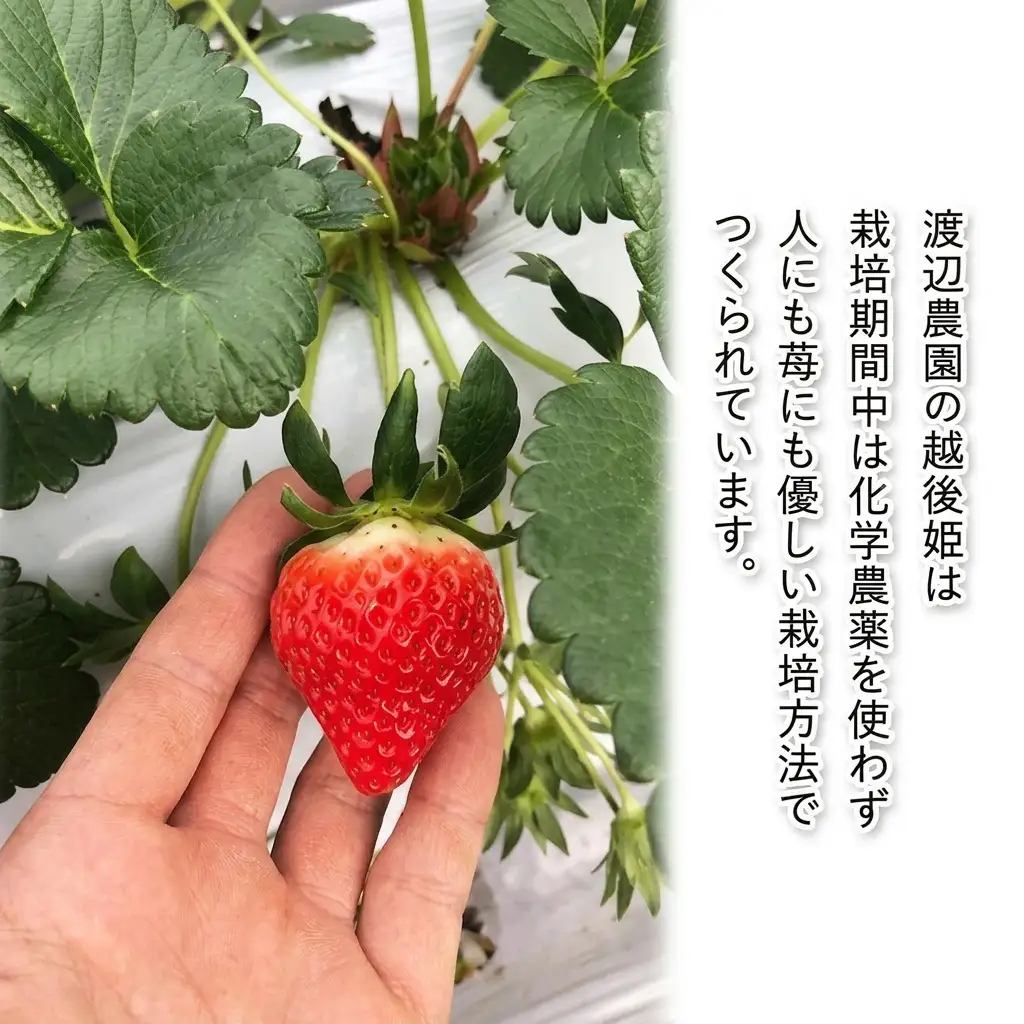 越後姫ものがたり いちご果汁 6本セット 300ml いちご