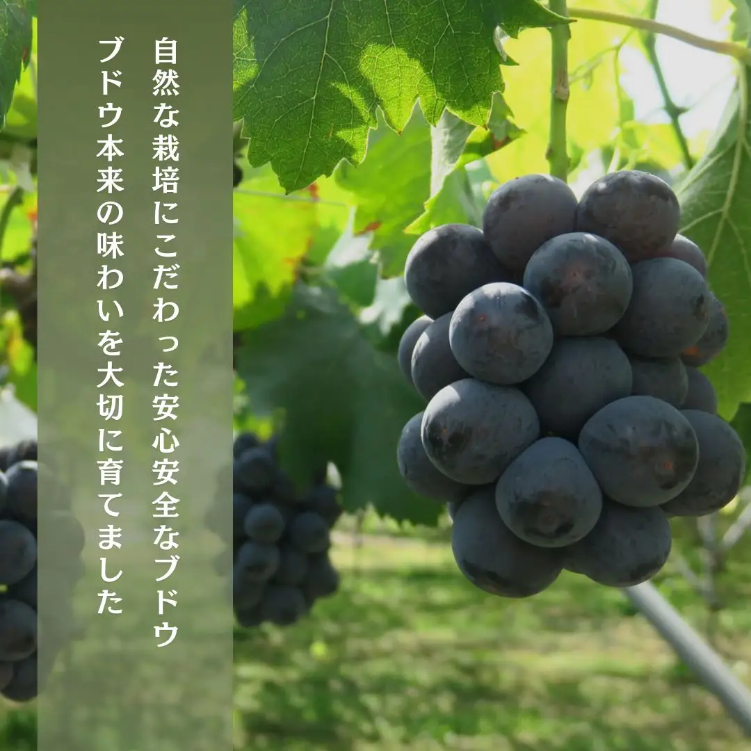 ぶどう 種あり巨峰 2kg ぶどう