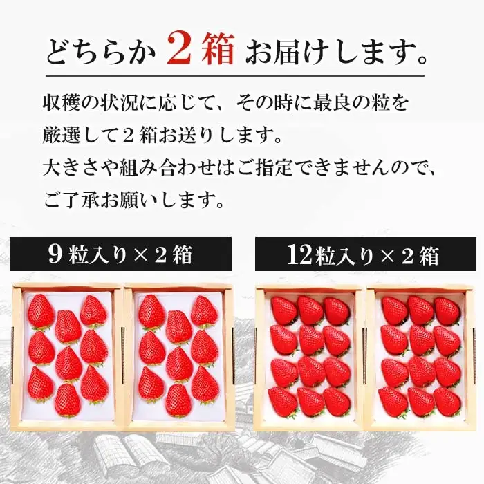 長畠高原苺園 朝採り大粒いちご【1月より順次出荷・お届け日指定不可】 いちご