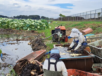 【先行予約】レンコン 4kg ◇ ｜ 収穫仕立て 産地直送 れんこん 蓮根 蓮 甘み シャキシャキ 茨城県 土浦市産 ※2026年9月～発送