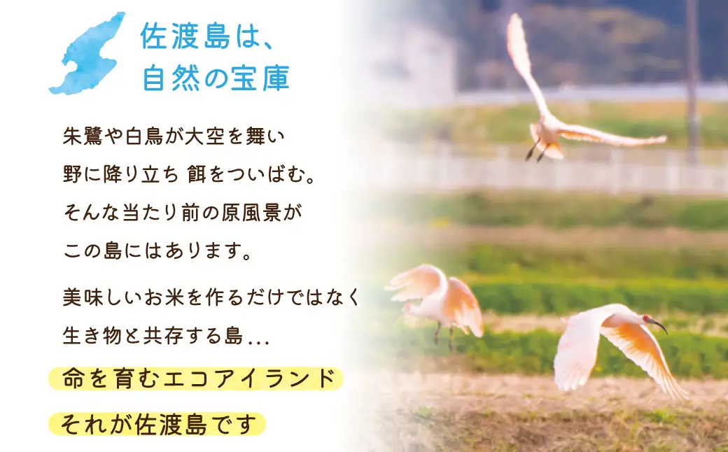 【定期便 5kg 12回】 白米 コシヒカリ 令和8年 計 60キロ | 新潟県 佐渡市 コシヒカリ