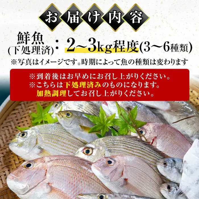 i861 ＜下処理済・加熱用＞おまかせ鮮魚BOX(約2～3kg程度・3～6種類)  魚 鮮魚 下処理済み 鹿児島県 出水近海 煮付 料理 旬 何が届くかはお楽しみ【出水はやし】