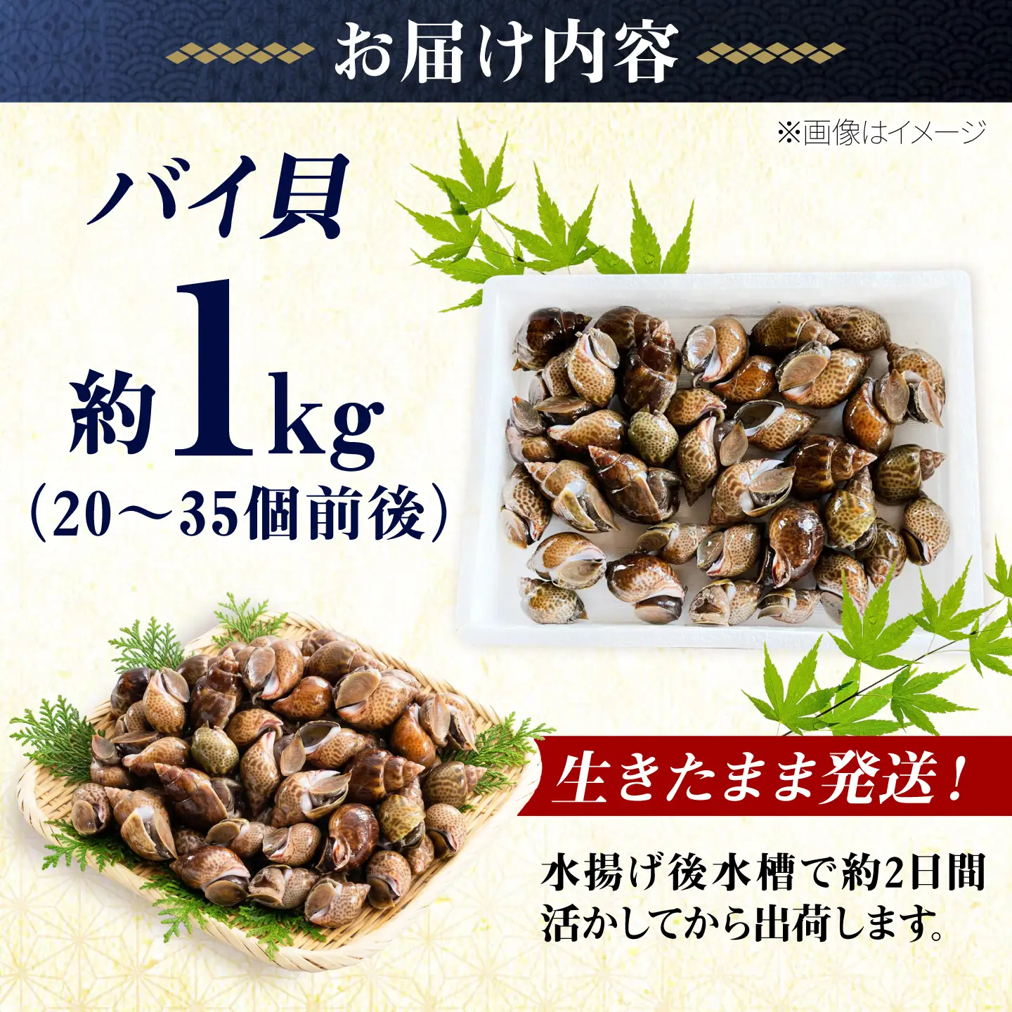 豊前海産 バイ貝 1kg (20-35個前後) バイガイ 貝 カイ [ABCB004] 