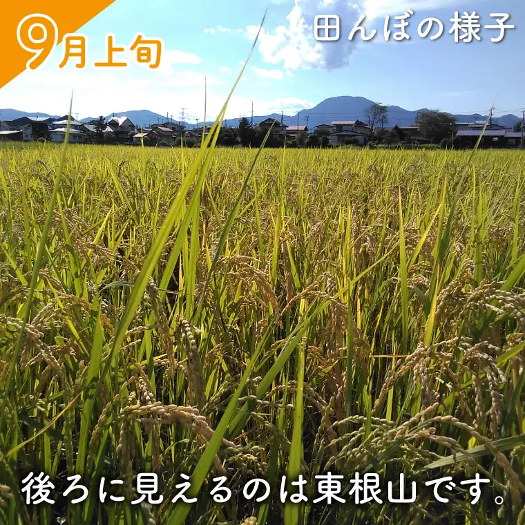 ★令和7年産★ ささしぐれ 10kg (精米) DE007