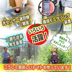 【数量限定】水田さんのフルーツトマト2kg定期便（全3回 / 2・3・4月お届け / 化粧箱入）