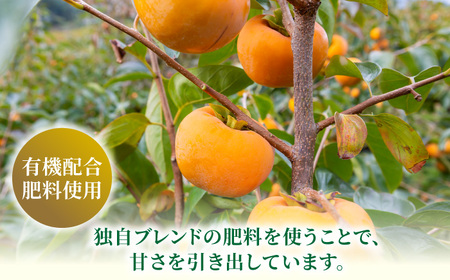 【先行予約】有機配合肥料使用 富有柿 10玉から12玉 2026年11月上旬から11月下旬 出荷予定【春光園】 柿 かき 甘柿 甘い 果物 フルーツ
