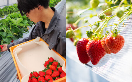 完熟あまおう 贈答用4パック いちご 苺 イチゴ フルーツ 果物 くだもの あまおう ギフト 冷蔵 苅田町 【2027年1月上旬-3月下旬発送予定】