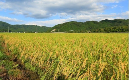 【令和7年産】 【定期便全3回】 真庭市産コシヒカリ 牡蠣殻栽培 白米 ５kg×３回 岡山県 【takenaka005-02-tkb03】